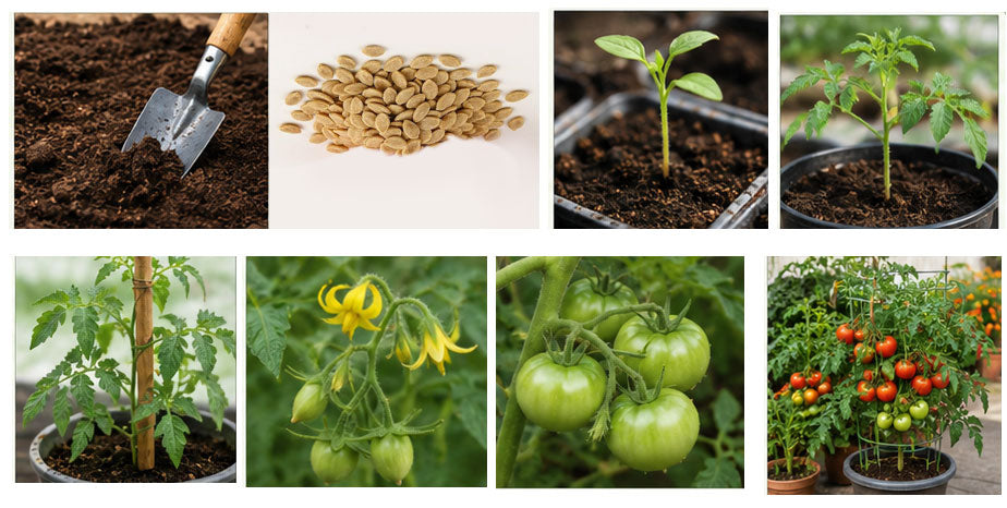 Best Time to Grow Tomatoes During the Rainy Season – Buy Premium Tomato Seeds Online