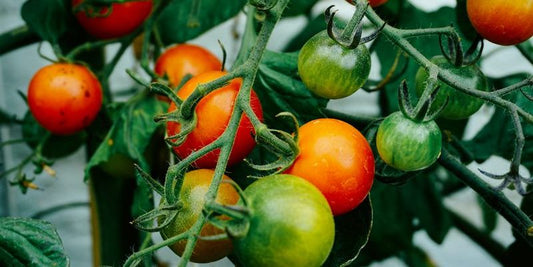 Advantages of Cultivating Tomatoes during October and November – Buy Tomato Seeds Online