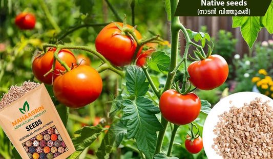 Tomato Seeds – High-Yield, Disease-Resistant Varieties for Kitchen Gardening During August–September