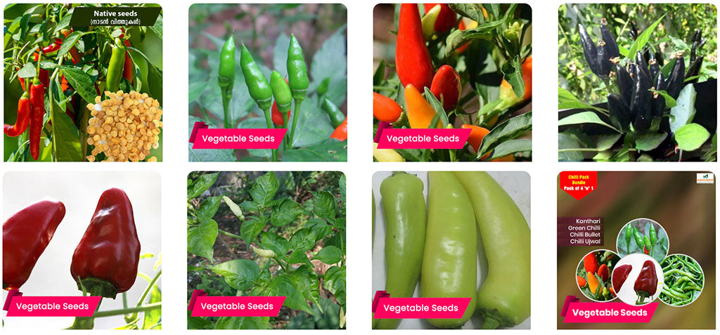 Varieties of Chilli Seeds for Good Yield During the Rainy Season – Buy Seeds Online