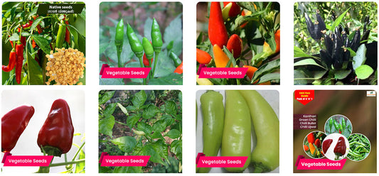 Varieties of Chilli Seeds for Good Yield During the Rainy Season – Buy Seeds Online