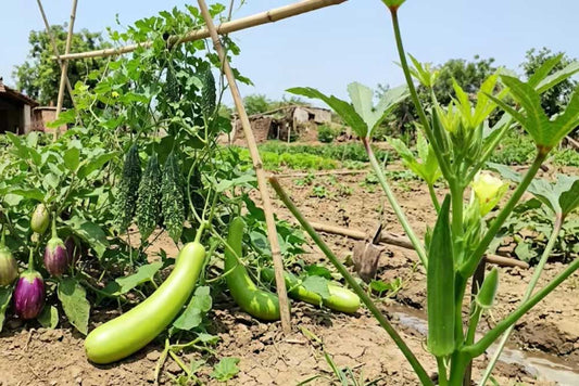 Easy to Cultivate Vegetables During Summer! Buy Seeds Online