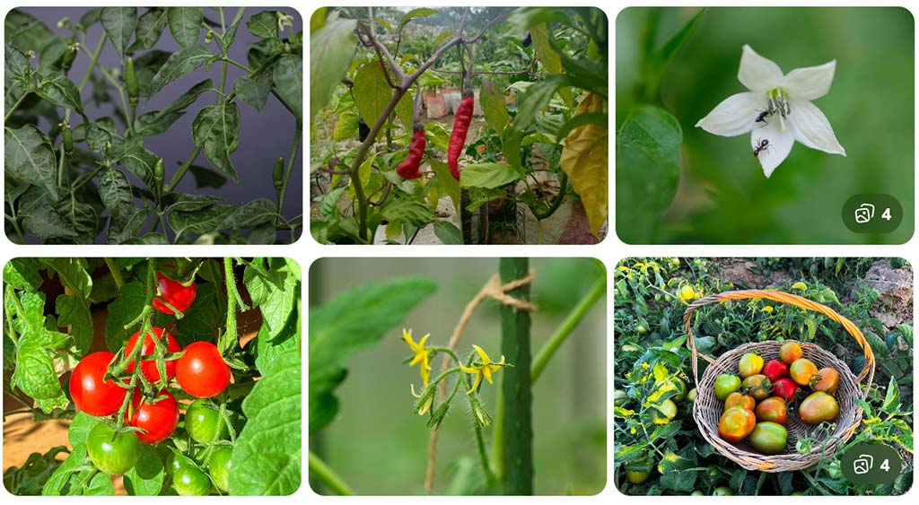 5 Easy Vegetables to Grow in February – Buy Best Quality Seeds Online