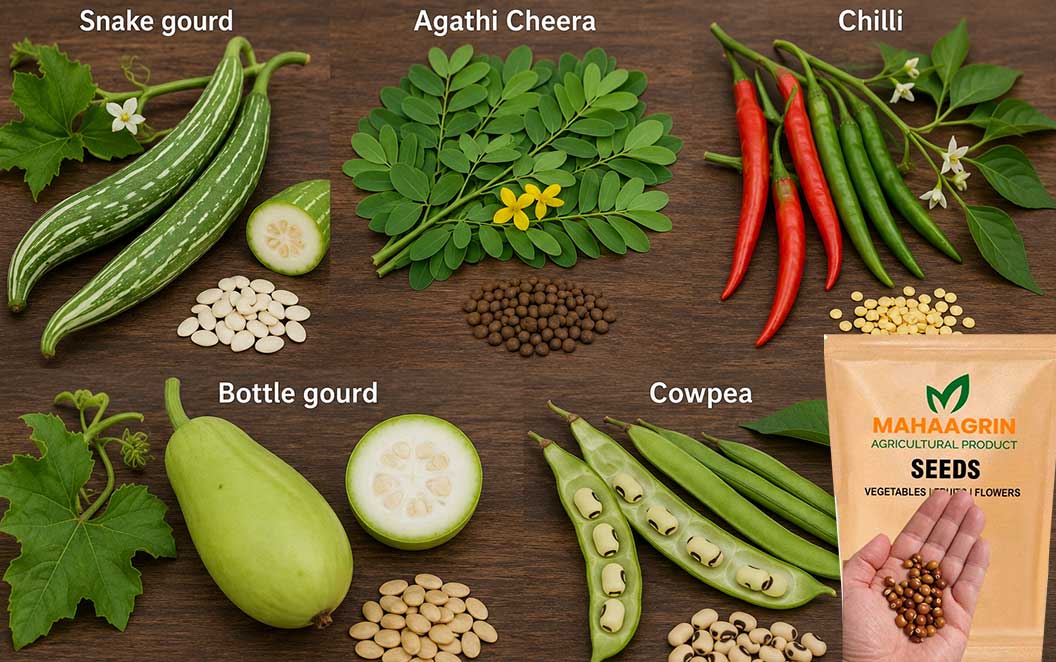 High Yield Hybrid and Nadan Pachakkari Vithukal for Monsoon Cultivation, Buy seeds now