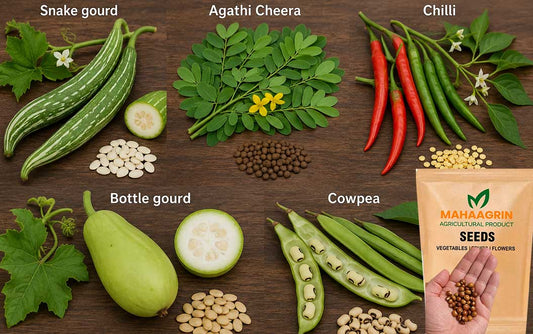 High Yield Hybrid and Nadan Pachakkari Vithukal for Monsoon Cultivation, Buy seeds now