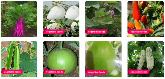 Vegetable Seeds to Cultivate in January Month – Shop Now