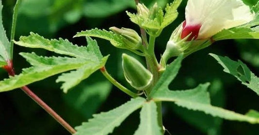 10 Best Vegetable Seeds to Harvest This Onam – Buy Now | Premium, High-Yield Seeds for Kitchen Gardens
