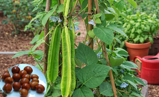 Winged Beans Seeds! Buy Seeds Online – Premium Naadan Vegetable Seeds for Your Kitchen Garden