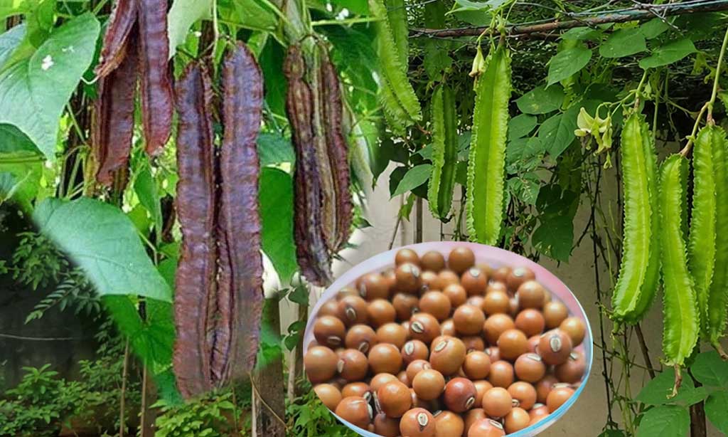 Protein Rich Winged Beans – Red and Green – Buy Seeds Online