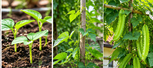 Best Season for Chathurapayar (Winged Bean) Cultivation – Buy Quality Winged Bean Seeds Online