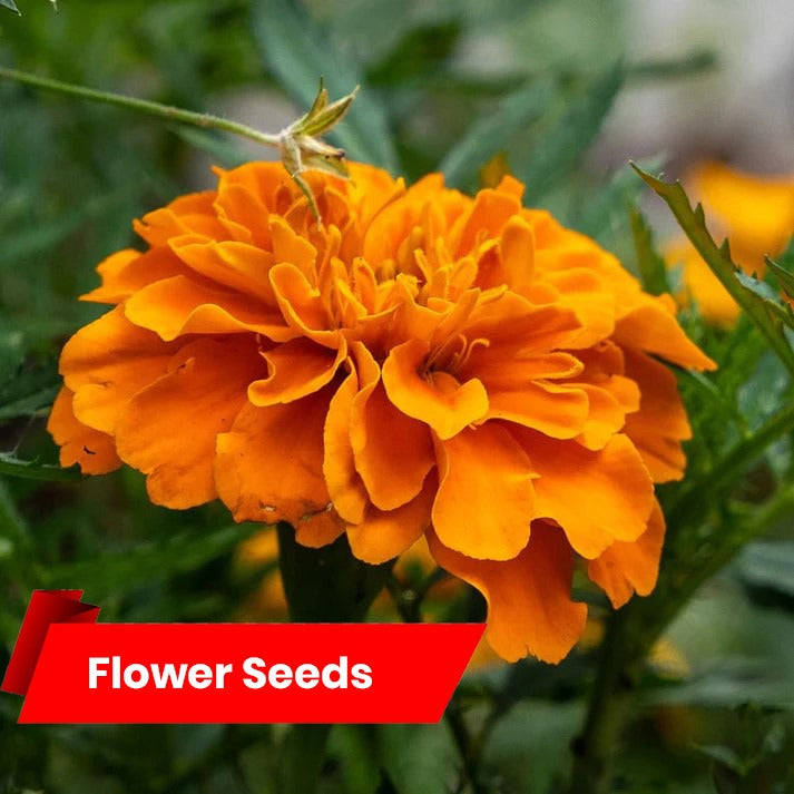 African Marigold Double Orange (ചെണ്ടുമല്ലി ഓറഞ്ച്)