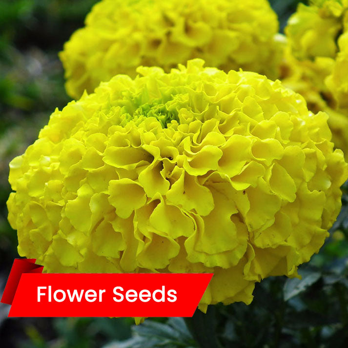 African Marigold Yellow(ചെണ്ടുമല്ലിമഞ്ഞ)