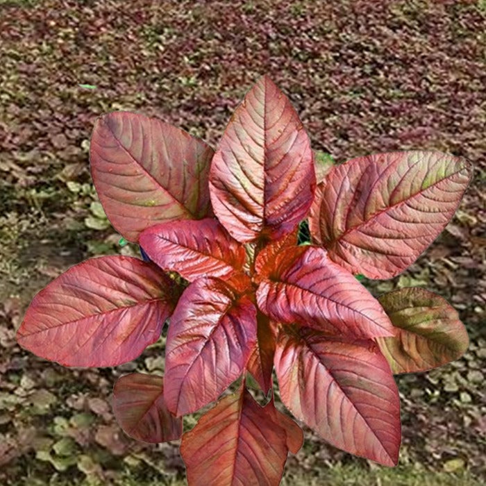 Cheera Red (Amaranthus) (ചുവപ്പ് ചീര)