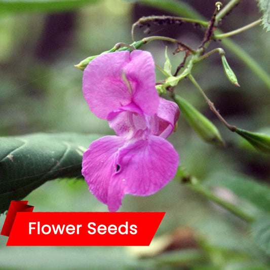 Balsam Flower Seeds (ബാൽസം)
