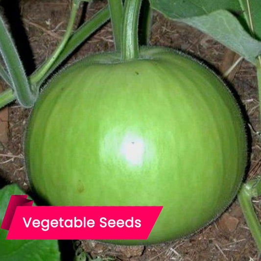 Bottle Gourd Round (ചുരക്ക (റൗണ്ട്))