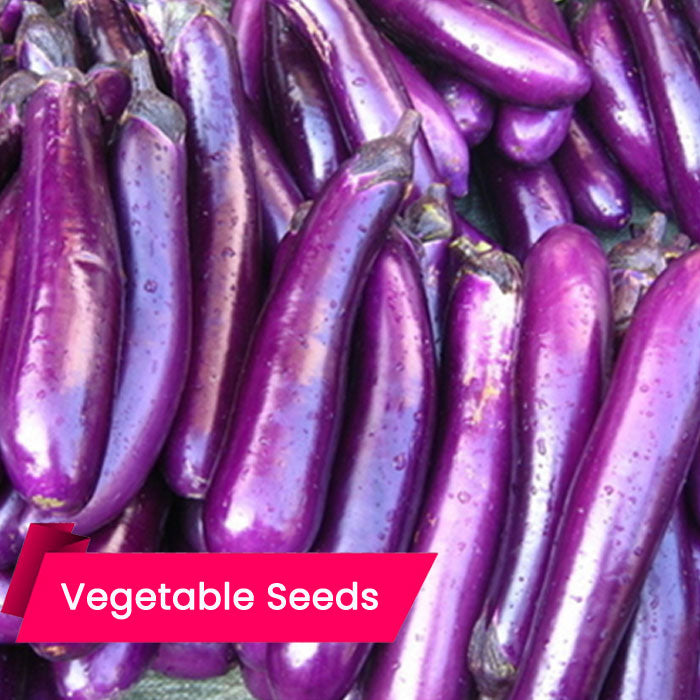 Brinjal - Purple/Violet (വഴുതന (വയലെറ്റ് ))