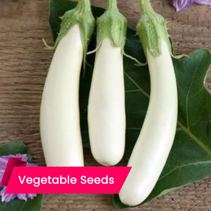 Brinjal White Long Seeds (നീളൻ വഴുതന (വെള്ള ))