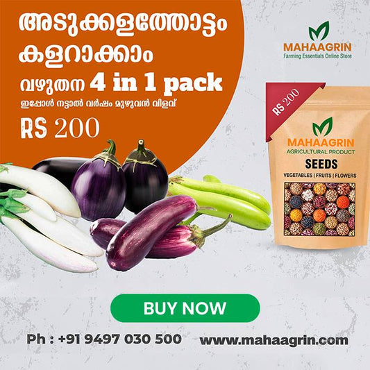 Brinjal 4 in 1 Pack