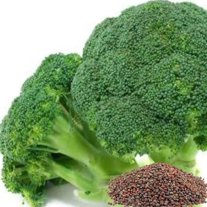 Broccoli