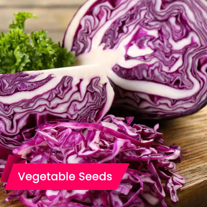 Cabbage Purple (ക്യാബേജ് (പർപ്പിൾ ))