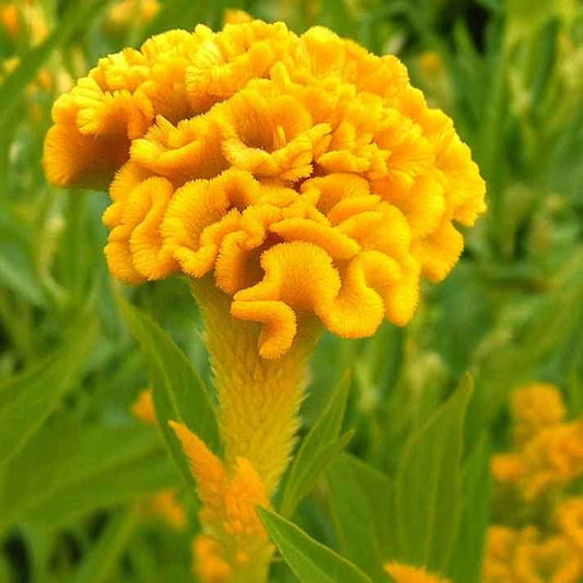 Celosia-Concertina-Yellow