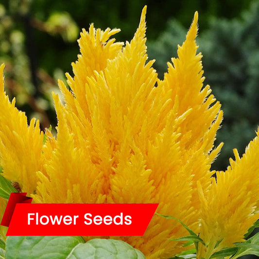 Celosia Plumosa (സെലോഷ്യ പ്ലാമോസ)