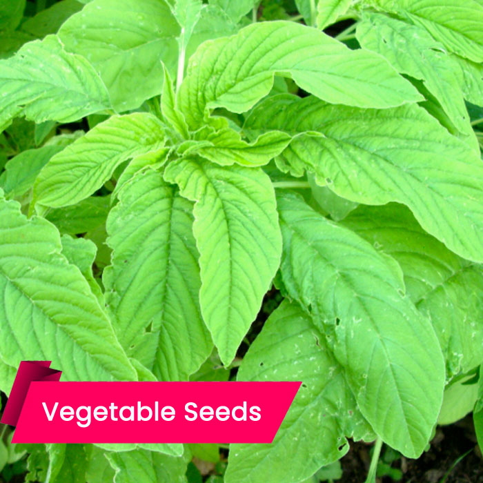 Cheera Green (Amaranthus ) (പച്ച ചീര)