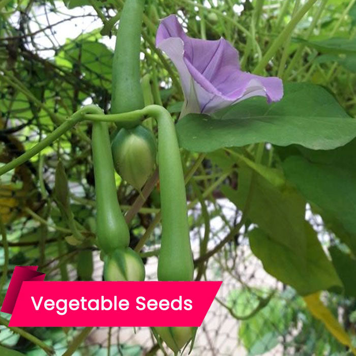 Clove Bean Seeds (നിത്യ വഴുതന)