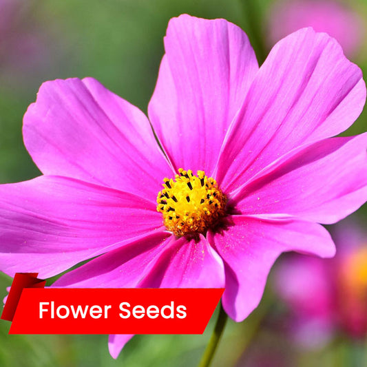 Cosmos Flower Seeds (കോസ്മോസ് ഫ്ളവർ)