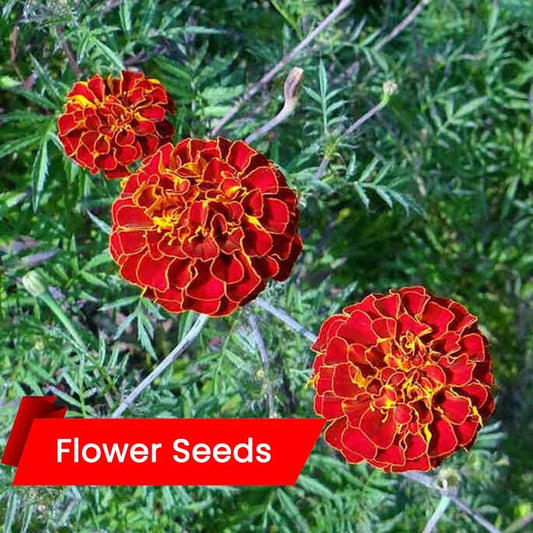 French Marigold Flower (ഫ്രഞ്ച് മരിഗോൾഡ്)/