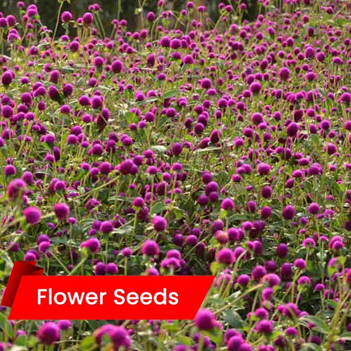 Gomphrena Mixed (വാടാമല്ലി)