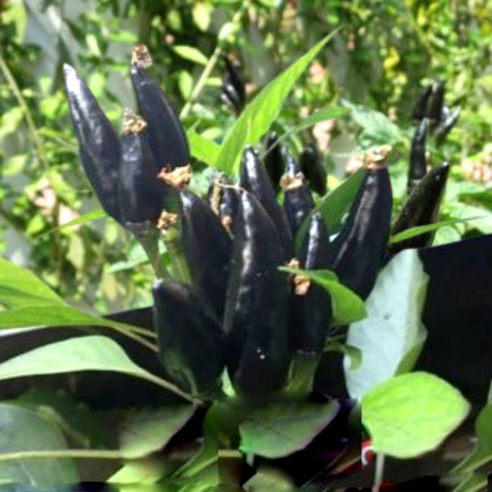 Black Kanthari Chilli