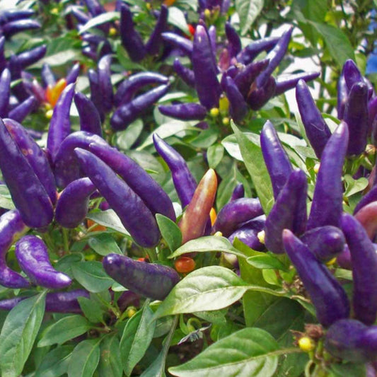 Kanthari Purple (Chilli/Chilly) (കാന്താരി - പർപ്പിൾ)