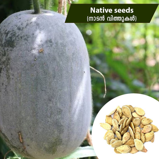 Ash Gourd (നാടൻ കുമ്പളങ്ങ) Native Seeds