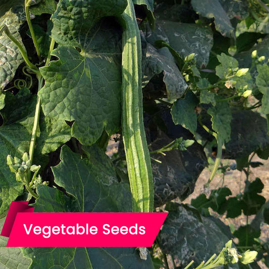 Ridge Gourd (പീച്ചിങ്ങ)