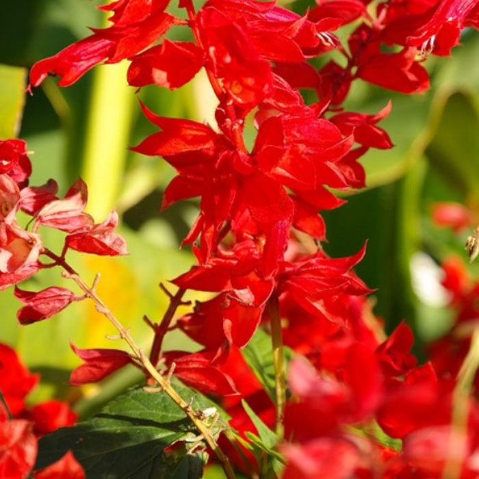 Salvia Splendens (സാൽവിയ സ്‌പെൻഡൻസ്)