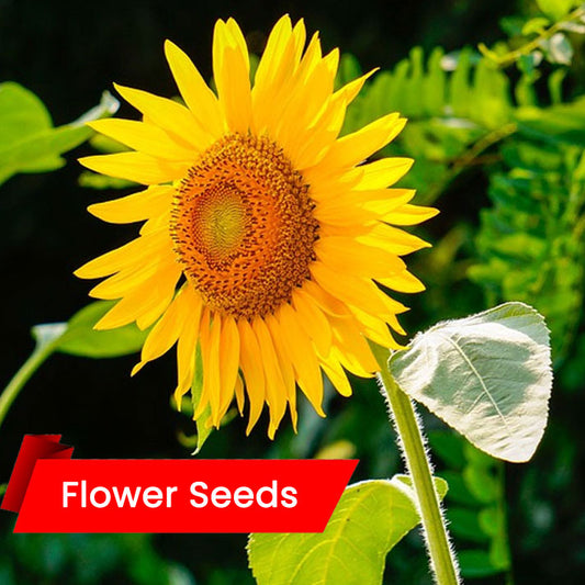 Sunflower Seeds (സൺഫ്ലവർ)