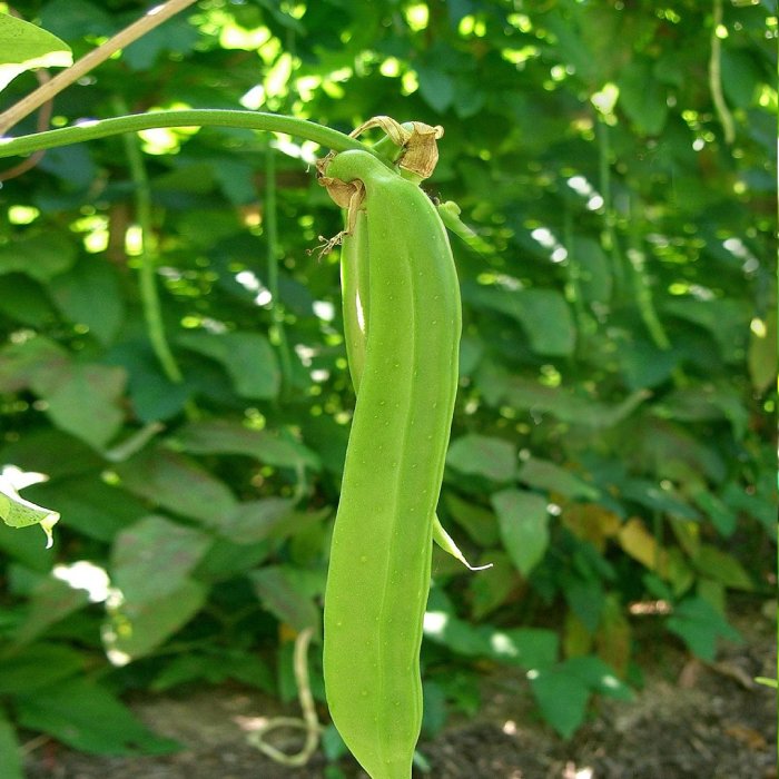 Valaripayar (വാളരി പയർ)