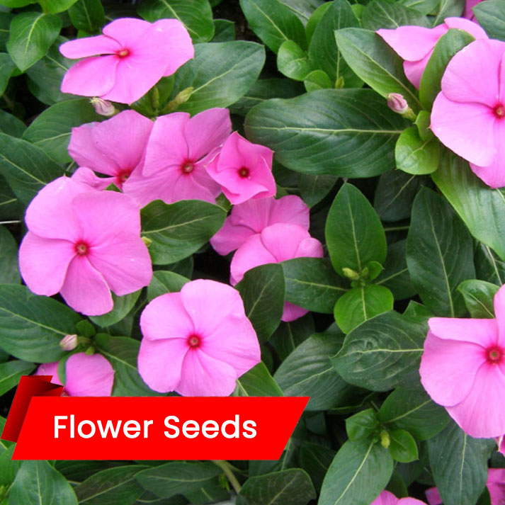 Vinca Flower Seeds (നിത്യകല്യാണി)