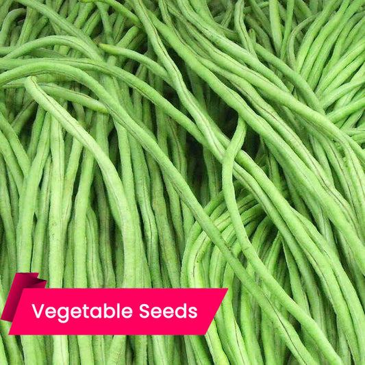 Yard Long Bean (വള്ളി പയര്‍)