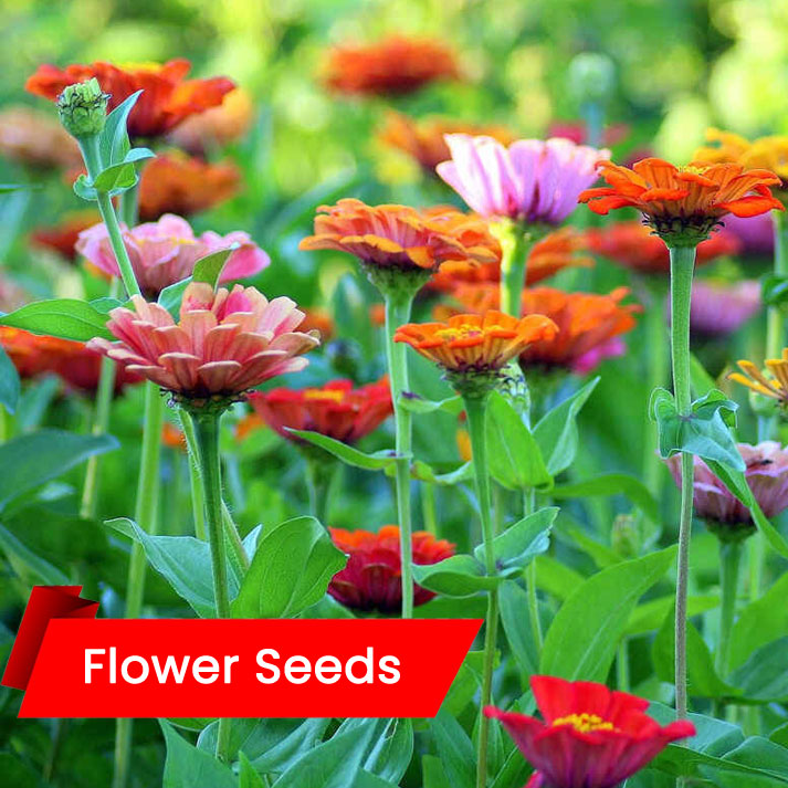 Zinnia  Dahlia Mixed (ഡാലിയ (സിനിക))