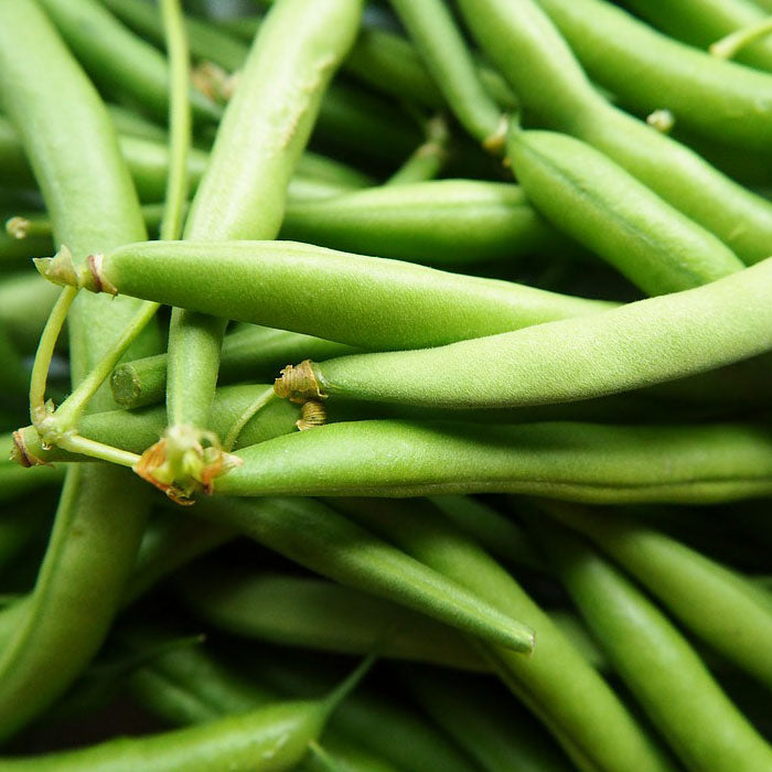 Beans (Bush) (കുറ്റി ബീൻസ്)