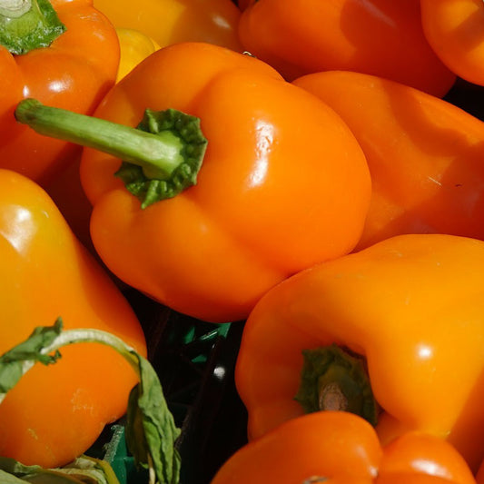 Capsicum Orange Wonder (കാപ്സികം (ഓറഞ്ച്))