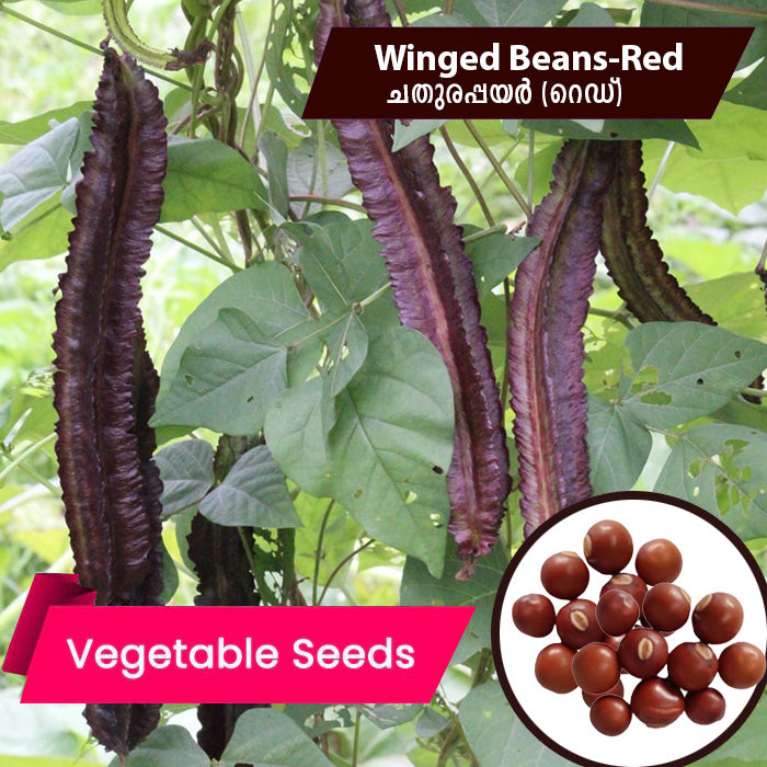 Winged Beans(Red) ചതുരപ്പയർ seeds