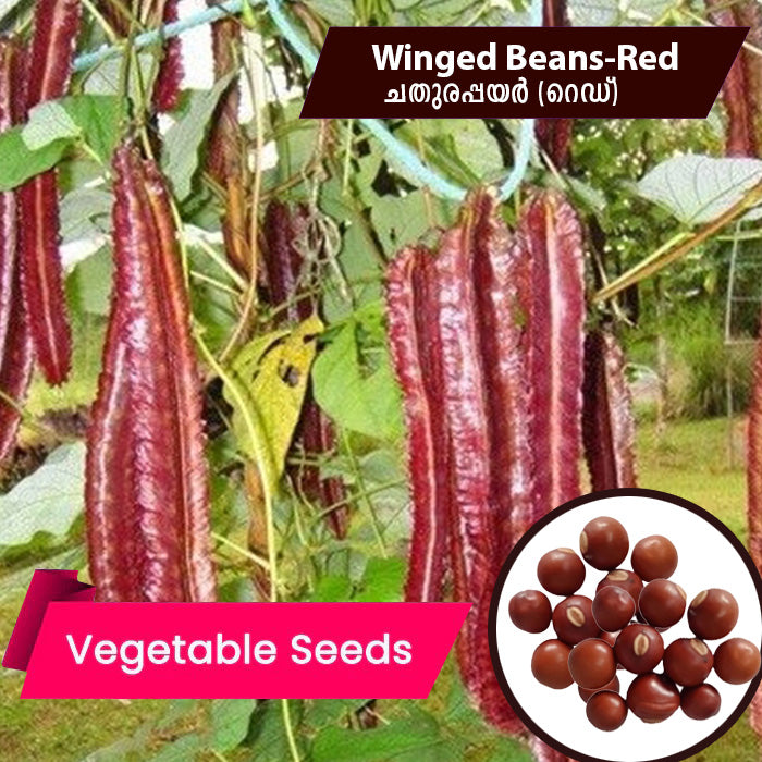 Winged Beans(Red) ചതുരപ്പയർ seeds