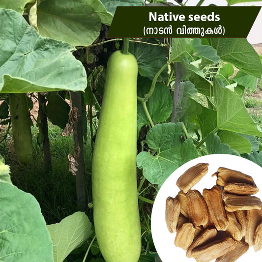 Bottle Gourd (നാടൻ ചുരക്ക) Seeds