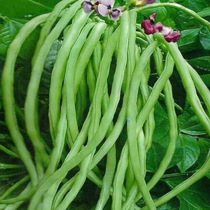 Cow Pea (Gopika) (പയർ (ഗോപിക))