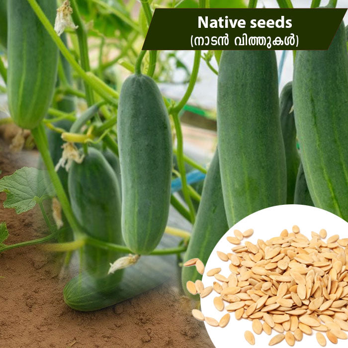 Cucumber (നാടൻ കക്കിരിക്ക) Native Seeds