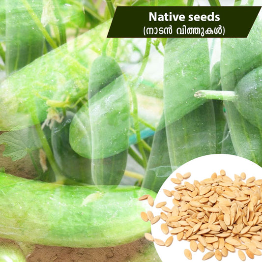 Cucumber (നാടൻ കക്കിരിക്ക) Native Seeds