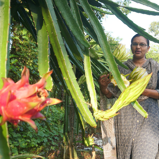 Dragon Plant Cuttings (ഡ്രാഗൺ പ്ലാന്റ്)